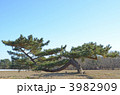松の木