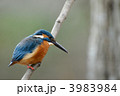 休憩中のカワセミ