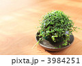 イソトマ