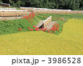 四国山間の実りの秋
