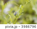 路傍のカラスノエンドウとテントウムシの幼虫
