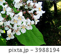 珍しいキササゲの花