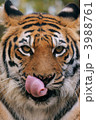 3988761