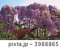 3988865