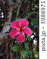 Red Hibiscus