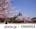 姫路城と桜