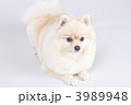 ポメラニアン