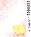桜とひよこ