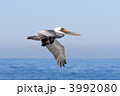 Brown Pelican in Flight