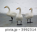 高松の池の白鳥１