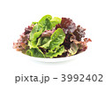 大盛りレタス
