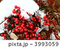 南天と雪　壱