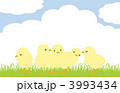 草原のひよこ
