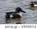 ハシビロガモ♂