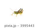 3995443