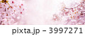 桜のタイトルバー背景  
