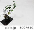苔玉　和風