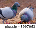 ついばむハト