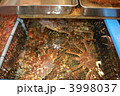 北海道のタラバです
