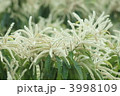 栗の花が咲きました。　目立つのは雄花です。