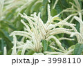 栗の花が咲きました。　目立つのは雄花です。