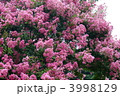 百日紅サルスベリの大木が満開です。