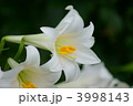 可憐な純白の花　鉄砲百合