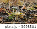 霜と雑草