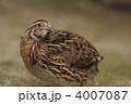 ウズラ