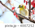サンシュユの実を食べるメジロ