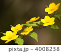 一重ヤマブキ（黄）