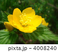 一重ヤマブキ（黄）