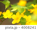 一重ヤマブキ（黄）