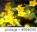 一重ヤマブキ（黄）