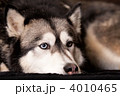4010465