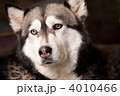 4010466