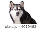 4010468