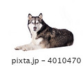 4010470