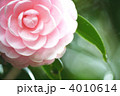 椿