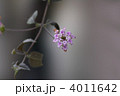 素材ナンバー 4011642 : 「紫のランタナ」