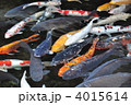 白鳥庭園　下の池の鯉