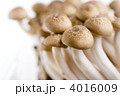 しめじ