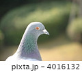 屋上の鳩
