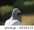 屋上の鳩
