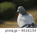 屋上の鳩