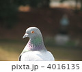 屋上の鳩