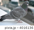 屋上の鳩