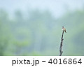 ホオアカ