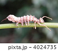 シャチホコガ　幼虫