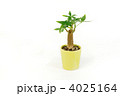 パキラの木